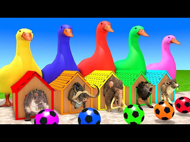 Long Slide Game With Elephant Gorilla Buffalo Hippopotamus Tiger - 3D Animal Game - Funny 3D Animals