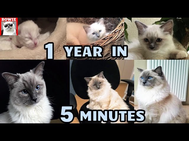 Kitten to Cat "Time Lapse" 1 Year in 5 Minutes.