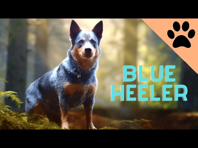 All about the Blue Heeler