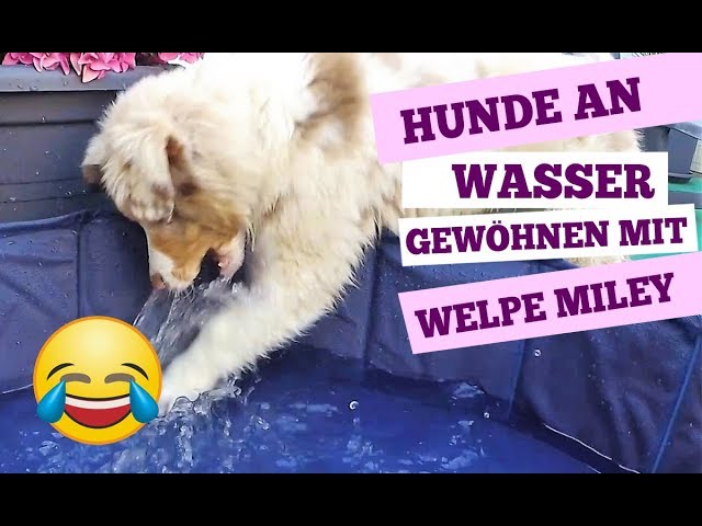 Hunde an Wasser gewöhnen - wie geht mein Hund ins Wasser mit Welpe Miley