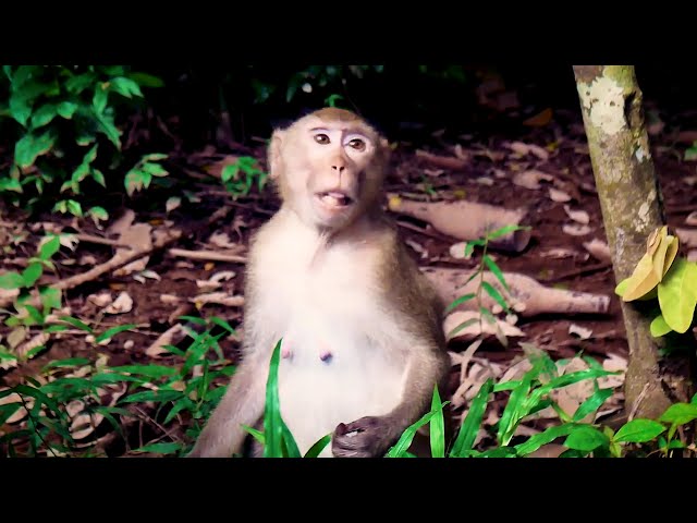 Monkey's Daily Life - Eating to Full Filling Stomach