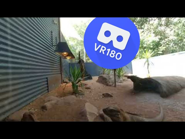 [VR180 VR 3D] Friendly Lizard @ Hartley's Crocodile Adventures | Family Metaverse Virtual Reality