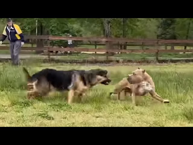 German Shepherd Attacks Pitbull [OFF LEASH PARK]