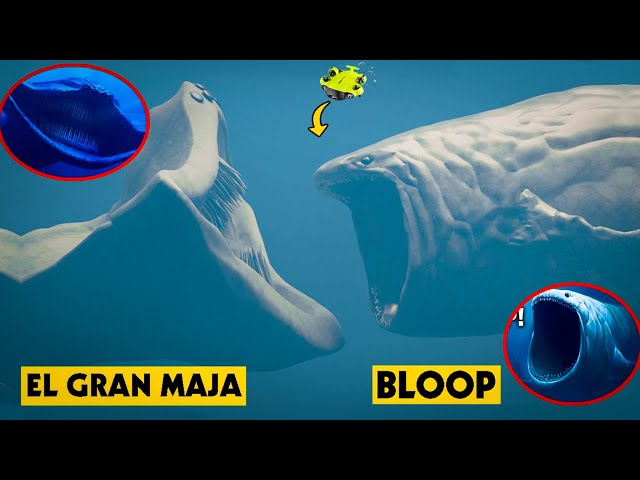 UNDERWATER DRONE CATCHES EL GRAN MAJA VS THE BLOOP BATTLE IN REAL LIFE