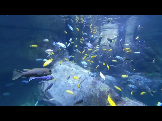 Aquarium de Lyon - France, plongée dans l'aquarium, moment relaxant en VR180