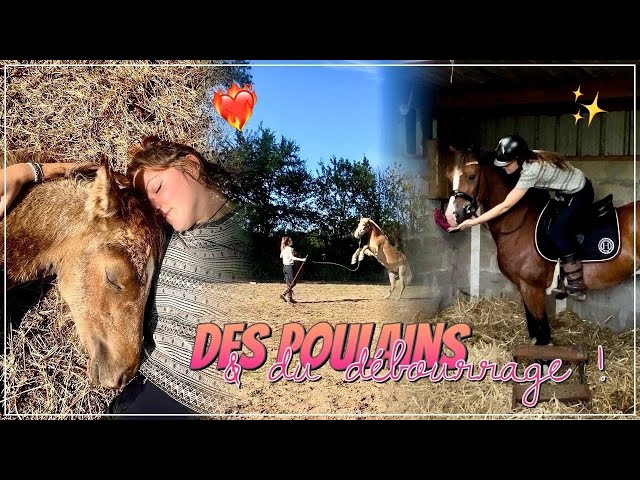 DES POULAINS À CROQUER, DÉBOURRAGE DE TO DAI & TAP AVEC ROX 💖🌈