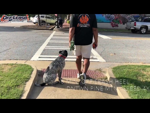 2 Year Old Blue Heeler Mix "Jake" Before/After Video | Georgia Dog Trainers