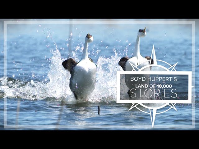 Courtship dance, on water, captivates lovers of Minnesota's grebes