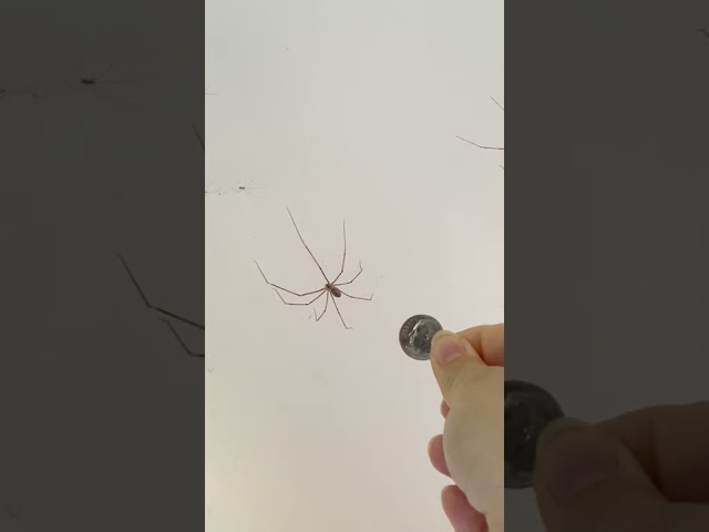 GIANT DADDY LONG LEGS Spiders