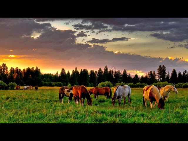 Alan Watts - Příběh farmáře