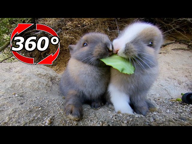 VR 360° | The cutest fight in the world! The battle for the cabbage of the baby rabbit!