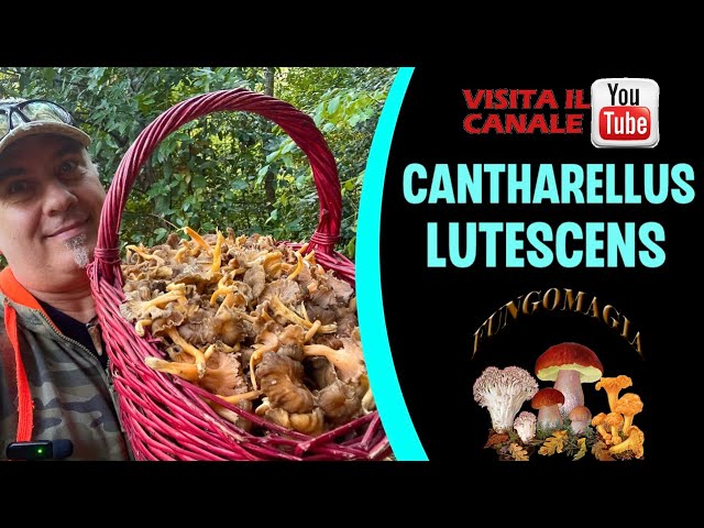 mushroom - Cantharellus lutescens - chanterelle