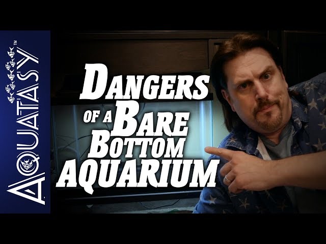 Aquatasy - Dangers Of A Bare Bottom Aquarium