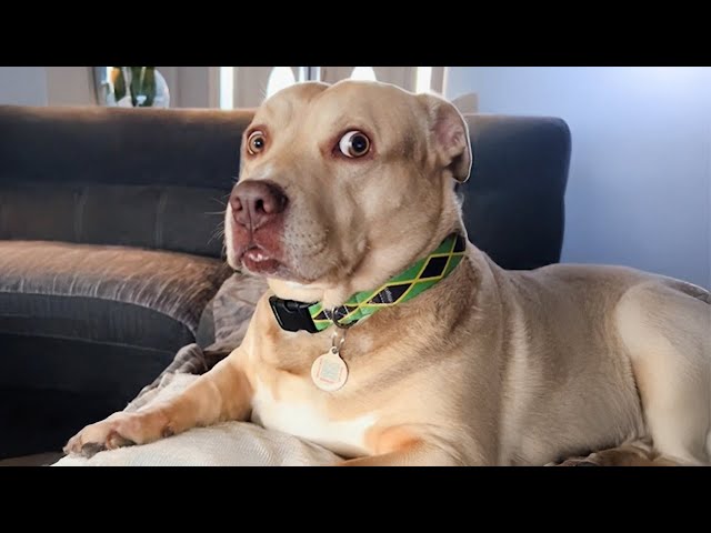 When Your Dog is the Real Stand up Comedian! New Funny DOG Videos 2024