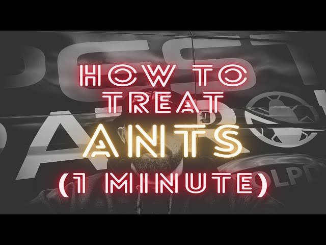 How to get rid of ants in 1 minute