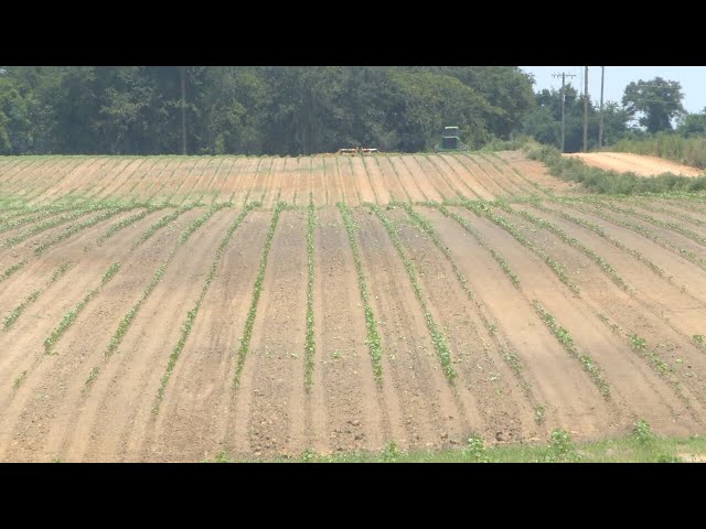 Georgia farmers, restaurant owners say climate change threatens way of life