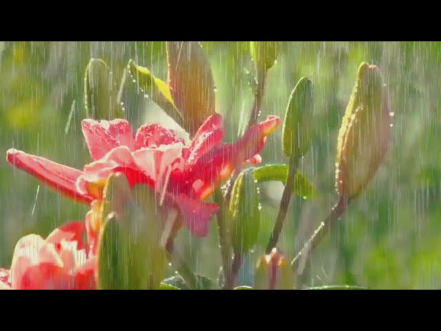 heavy rain and thunderstorms to sleep, relax - the sound of torrential rain in the flower garden 3