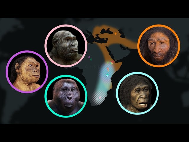 Seven Million Years of Human Evolution #datavisualization