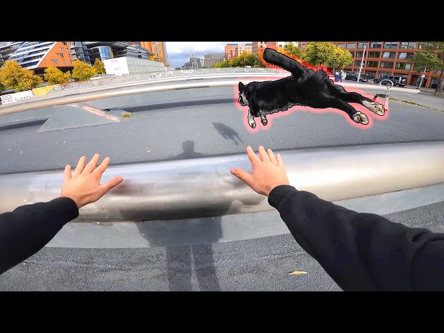 Parkour Athlete VS Ninja Dog - PARKOUR POV