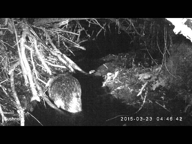 Close up side view of adult beaver - Perthshire