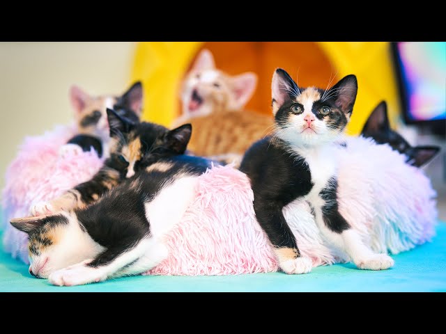 Meow-ditation With Canon: Finding Zen With Kittens in 180° VR