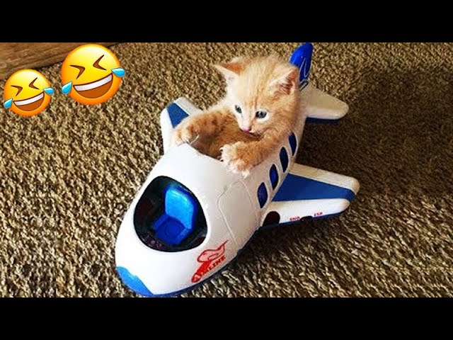 You Need a Cat for Daily Laughs 😂 Funny Animal Videos 2024 😂