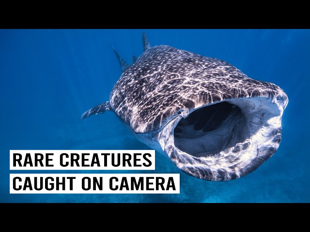 Rare Encounters: Footage of the Elusive Whale Shark Caught on Camera