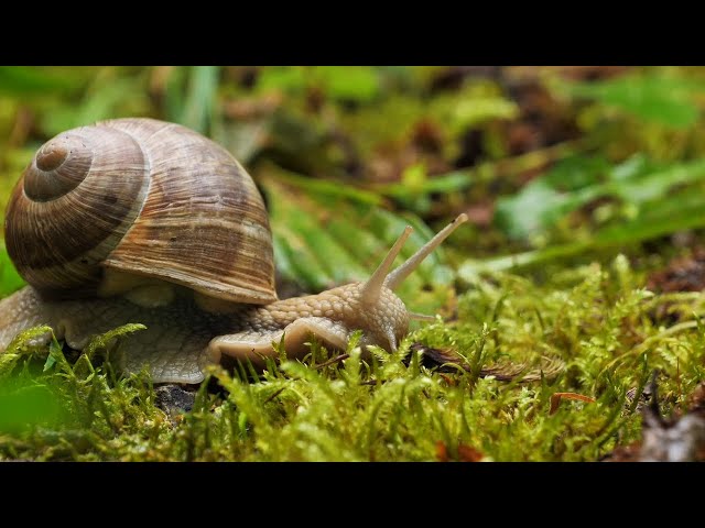 NATURE 4K - Relaxation Film - Peaceful Relaxing Music - Nature 4k Video UltraHD - OUR PLANET