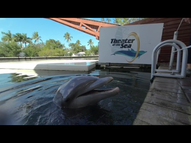 3D Almost TOUCH Them  Dolphins. Captured with a Vuze XR in 3D VR180