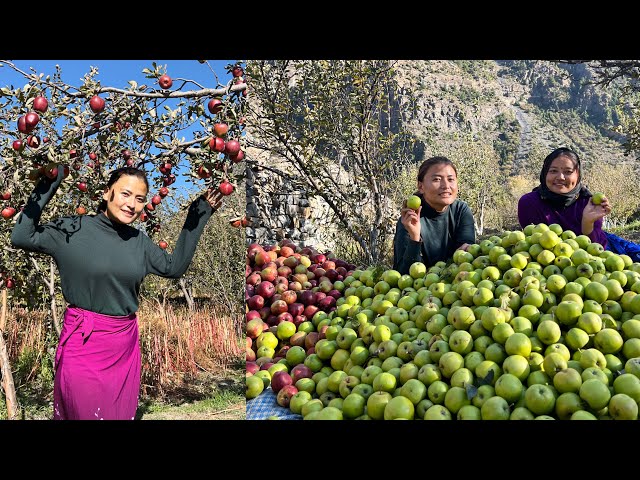 हिमाली स्याउ फलेको देखेर म ढले स्याउ आम्दानी सुनेर झनै ढले😳 Apple Picking in Mustang Marpha