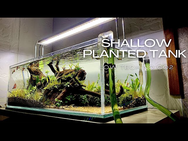 HOW TO MAKE A SHALLOW PLANTED TANK | STEP BY STEP TUTORIAL | LOW TECH NO CO2 | AQUASCAPING TUTORIAL