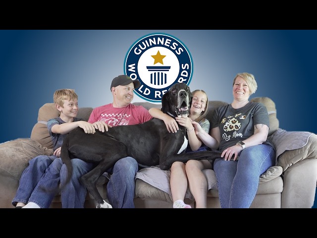 NEW: Great Dane Crowned World's Tallest Dog - Guinness World Records