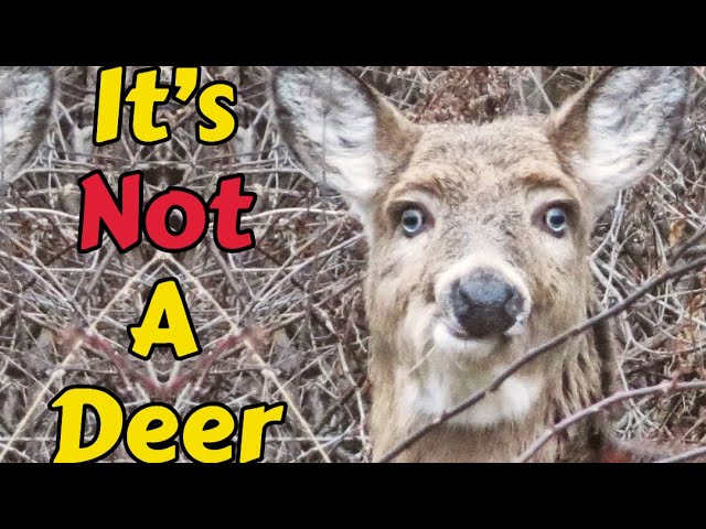 The Not-Deer: The Mysteries of This Eerie Cryptid