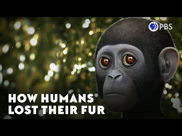 How Humans Lost Their Fur