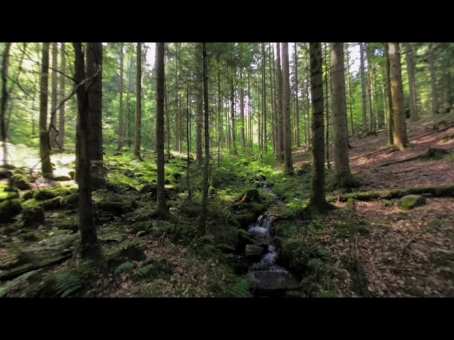 Nature Experience Black Forest VR # 16: Deep in the forest, a lovely stream down the hill