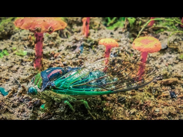 17 Year Brood X Cicadas in Virtual Reality Video (VR180 3D)