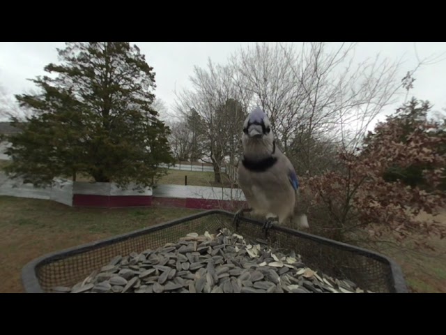 [3D 180 VR] Nature - Bird Feeder Close Up