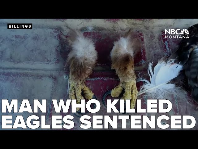 Man who killed eagles on a Native American reservation gets nearly 4 years in prison