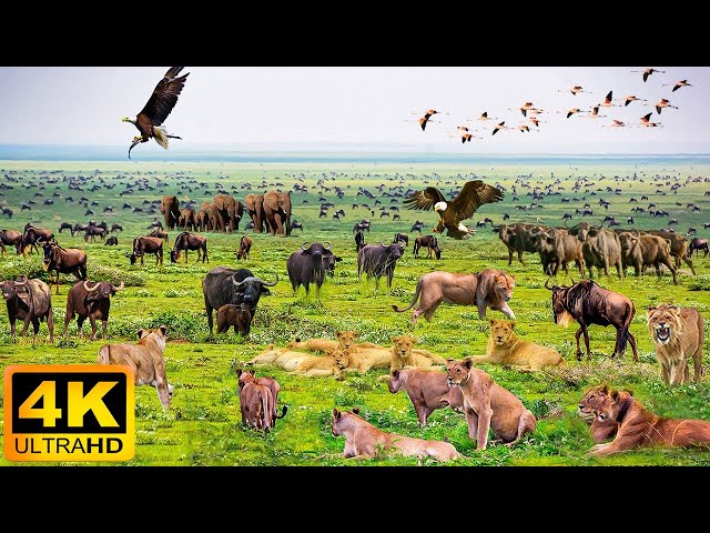 4K African Wildlife: Mana Pools National Park - Scenic Wildlife Film With Real Sounds