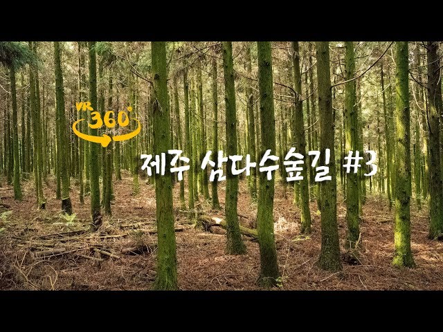 [360 VR ASMR] Samdasu-supgil (forest road) in Jeju Island, Korea #03 (5K)