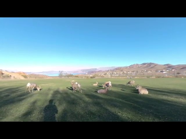 Walk among a herd of Rams high above Lake Mead Nevada in VR180 3D.