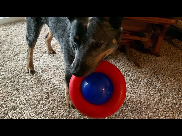 Sarge the Blue Heeler: How to keep a dog busy