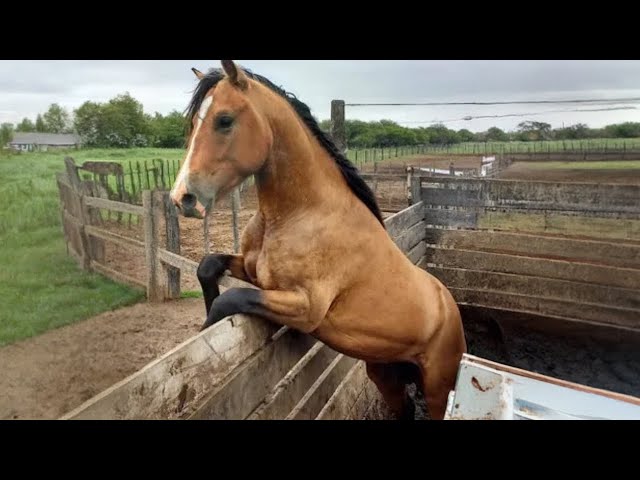 The Funniest Horse Moments You Won't Believe!