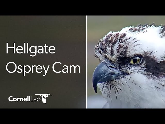 Hellgate Ospreys "Owl Pole" Perch | Cornell Lab | University of Montana