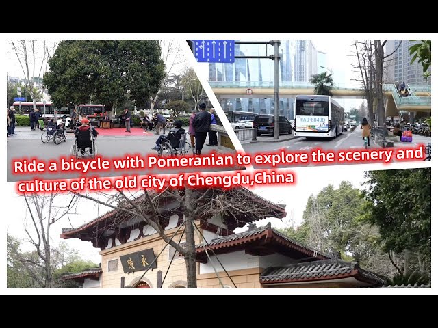 Ride a bicycle with Pomeranian to explore the scenery and culture of the old city of Chengdu,China