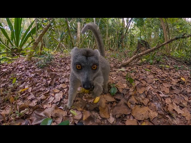 Surrounded by Lemurs -  4K 360° VR