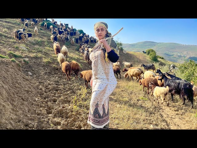 IRAN nomadic life | daily routine village life of Iran | Nomadic lifestyle of Iran