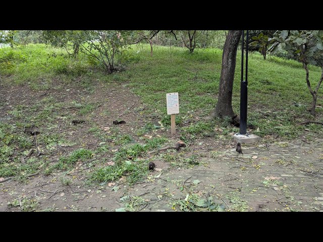 Whole pack of squirrels foraging after typhoon