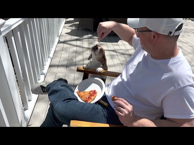 JoJo The Blue Beagle Loves Pizza