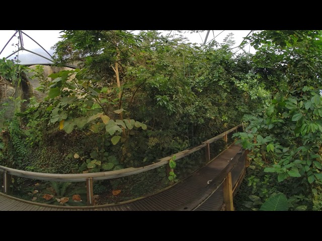 Rainforest Fly-through